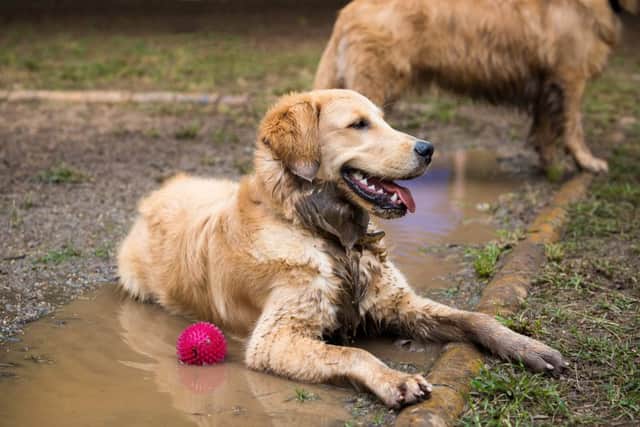 You try towelling-down a muddy retriever