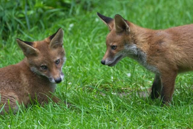 A pair of fox cubs. Picture: Flickr labelled for reuse)