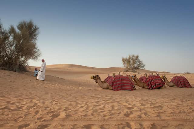 Camels on the desert safari with Orient Tours.