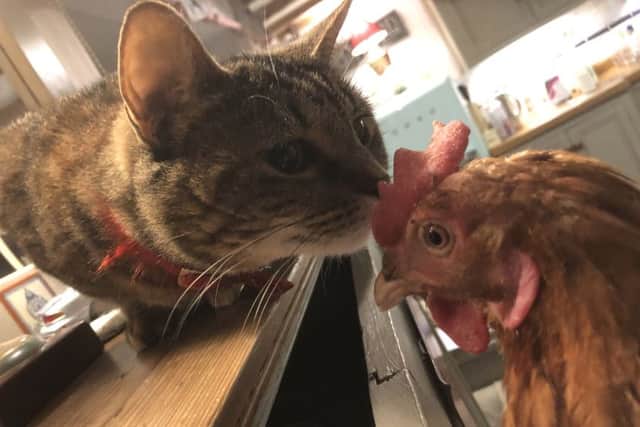 Cats and hens can become best friends, as it turns out! Picture: Karl Mortimer / BHWT