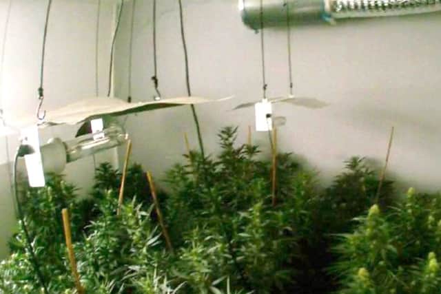 Cannabis found at Benjamin Hoar's house Picture: CPS Wessex
