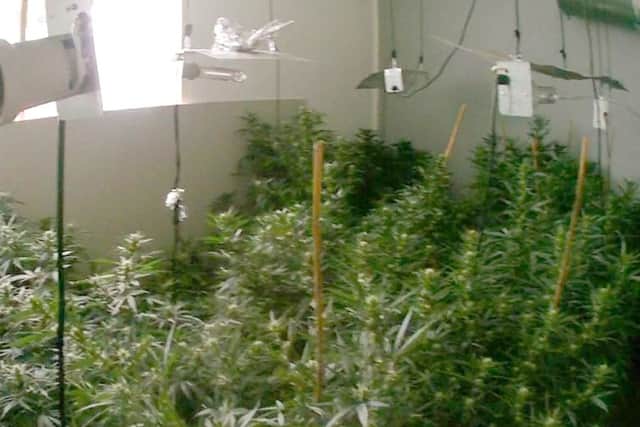 Cannabis found at Benjamin Hoar's house
Picture: CPS Wessex