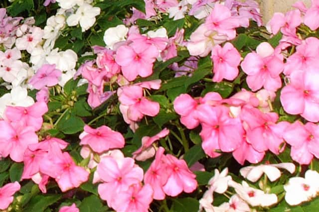 Some vibrant busy Lizzies. Think carefully about your colour scheme.