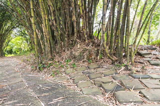 Brian has the answer to getting rid of unwanted bamboo