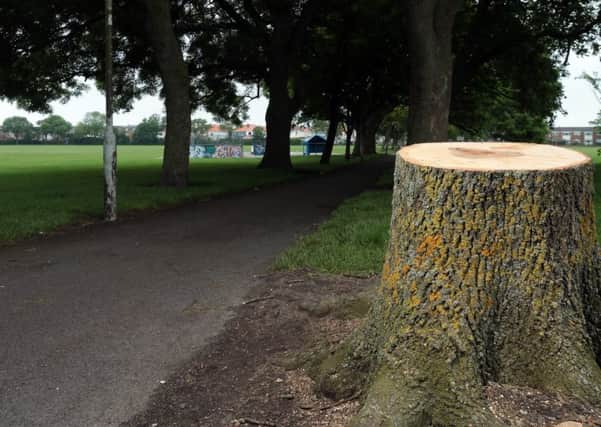 Tree stump in Bransbury Park, Portsmouth. Residents say trees were cut down needlessly  
Picture: Chris Moorhouse