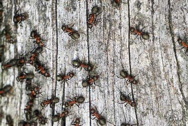 Put grease bands around trees to stop ants climbing them.