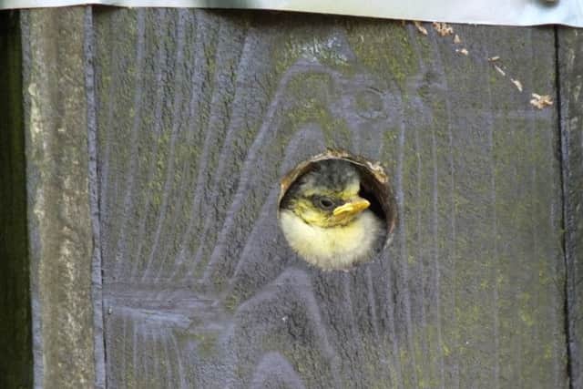 While looking around my garden in Waterlooville, I noticed that one of my nesting boxes had a chick looking out. Picture: Malcolm Garbutt