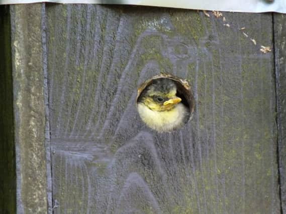 While looking around my garden in Waterlooville, I noticed that one of my nesting boxes had a chick looking out. Picture: Malcolm Garbutt