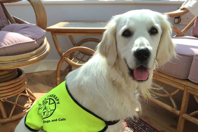 Lily as a Pets As Therapy dog. Picture: Laura Hamilton