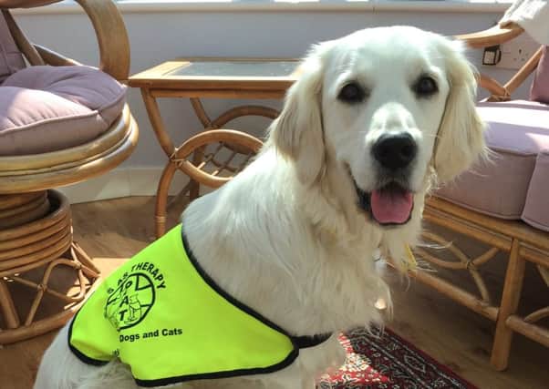 Lily as a Pets As Therapy dog. 
Picture: Laura Hamilton