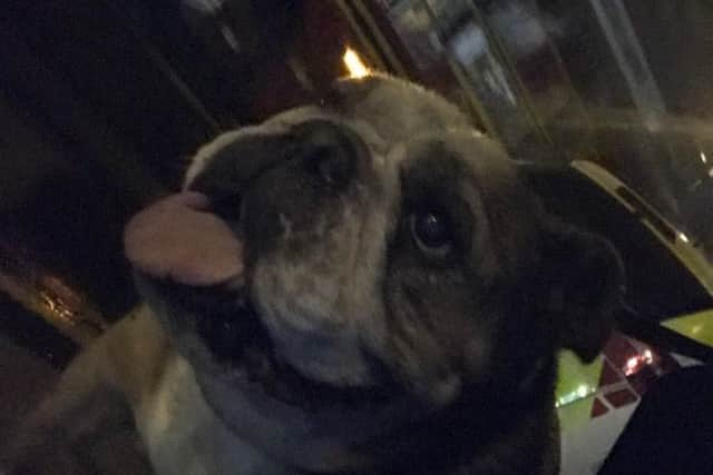 Honey the bulldog. Picture: Hants Fire Dogs Twitter account