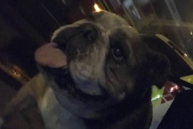 Honey the bulldog. Picture: Hants Fire Dogs Twitter account