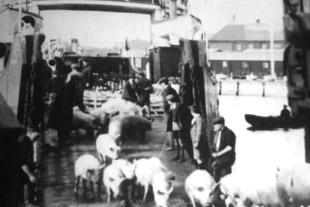 No saving their bacon  Pigs arriving at Point from the Isle of Wight for slaughter.