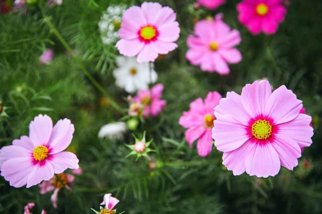 Try cosmos to extend the flowering life of your borders.