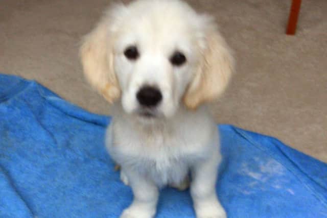 Lily the dog. Picture: Laura Hamilton