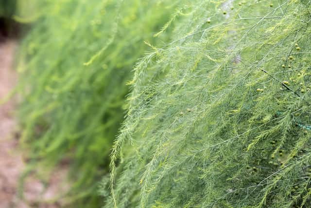 You need to let your asparagus grow now - tall, ferny stems like these.