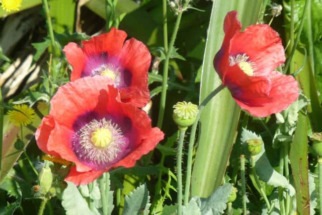 Poppies at southsea rock gardens.  There must be as many poppies growing in Southsea Rock gardens as there are ceramic ones at Fort Nelson. Picture: Albie Somerset