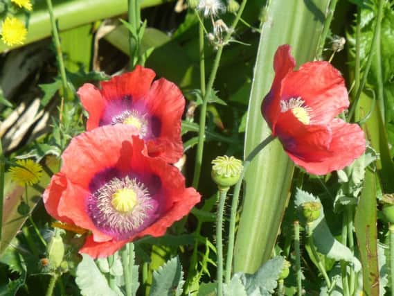 Poppies at southsea rock gardens.  There must be as many poppies growing in Southsea Rock gardens as there are ceramic ones at Fort Nelson. Picture: Albie Somerset