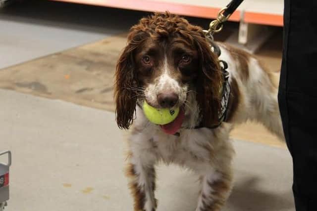 Sniffer dogs will be brought into Hampshire schools in a drug crackdown