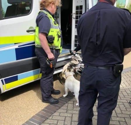 Four illegal immigrants were found at Gosport Marina today.