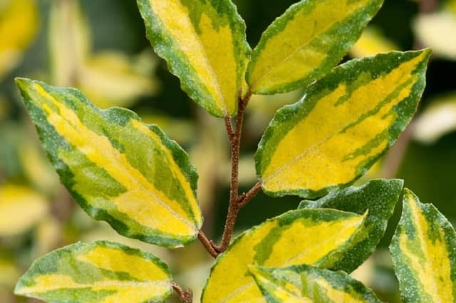 Elaeagnus maculata Aurea  - its golden leaves shine in winter.