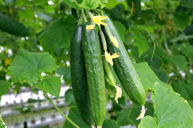 Feed your cucumbers now.