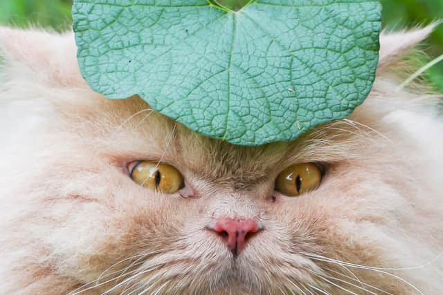 Poor Bobby was never the same again after the leaf attack.