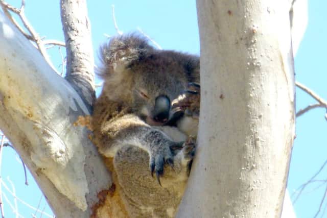 Tom Kennar took this picture of a koala while in Australia