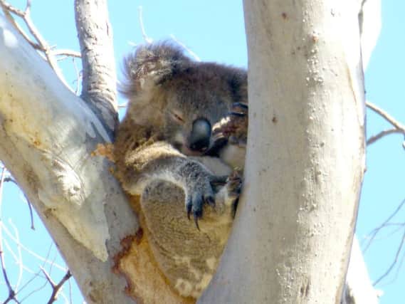 Tom Kennar took this picture of a koala while in Australia