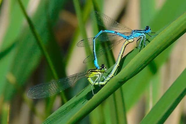 Two damselflies mating taken at Fishlake Meadows. Picture: Dean Bryant