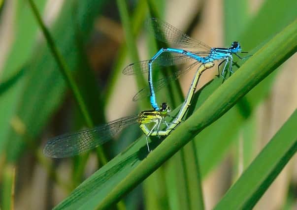 Two damselflies mating taken at Fishlake Meadows. Picture: Dean Bryant