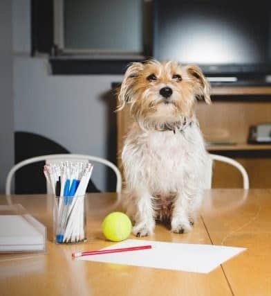 It's Bring Your Dog To Work Day tomorrow!