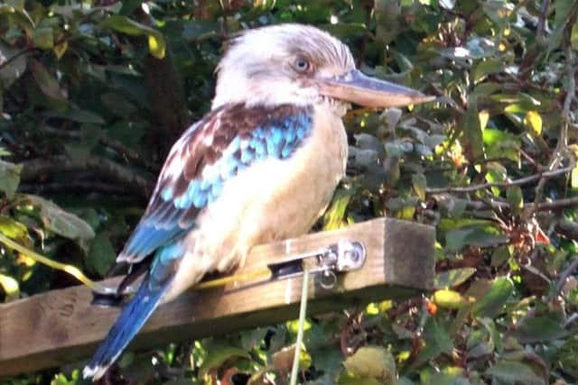 The kookaburra in Emsworth Picture: Jack Kuss