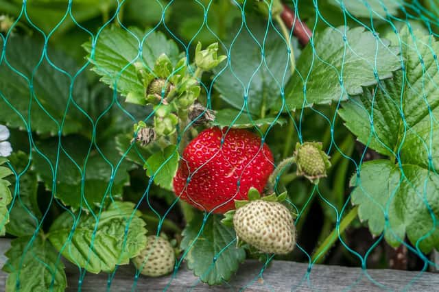 Clever crows have managed to eat Brian's strawberries even though they're covered in netting.