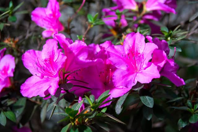 Azalea Indica.