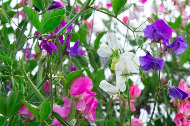 Remove all seed pods on sweet peas to make them flower longer.