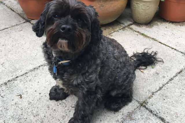 Teddy, who owner Andy Szasz, says is his guardian angel