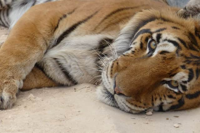 Girona, a 15-year-old male. Picture: Isle of Wight Zoo