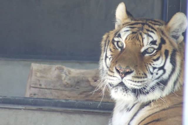 Antonella, a 13-year-old female. Picture: Isle of Wight Zoo