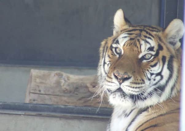 Antonella, a 13-year-old female. Picture: Isle of Wight Zoo