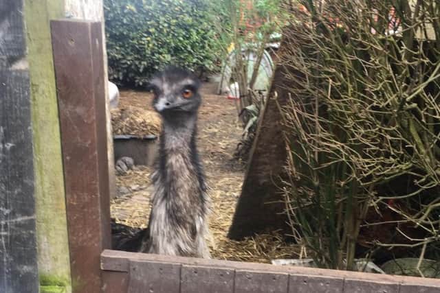 Elvis the emu in the home he was rescued from. Picture: RSPCA