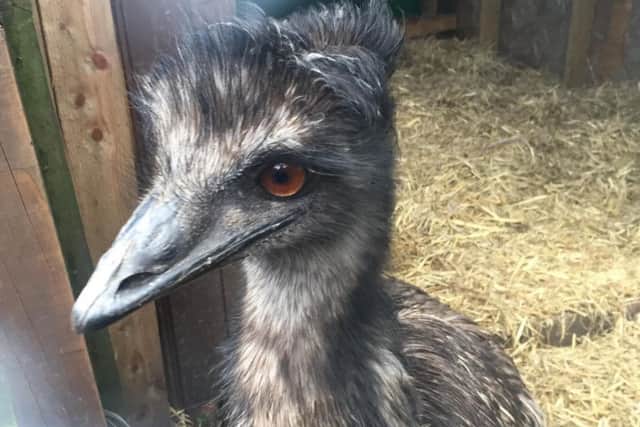 Elvis the emu. Picture: RSPCA