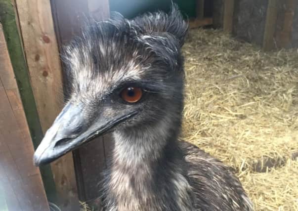 Elvis the emu. Picture: RSPCA