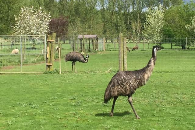 Elvis the emu in his new home. Picture: RSPCA