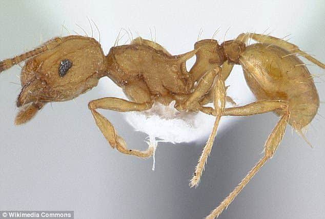 An 'electric ant'. Picture copyright Wikimedia Commons SUS-180630-114259001