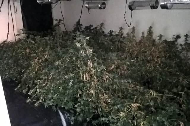 More than 100 cannabis plants were seized by police in Southsea during the England v Colombia game. Picture: @PompeyPolice