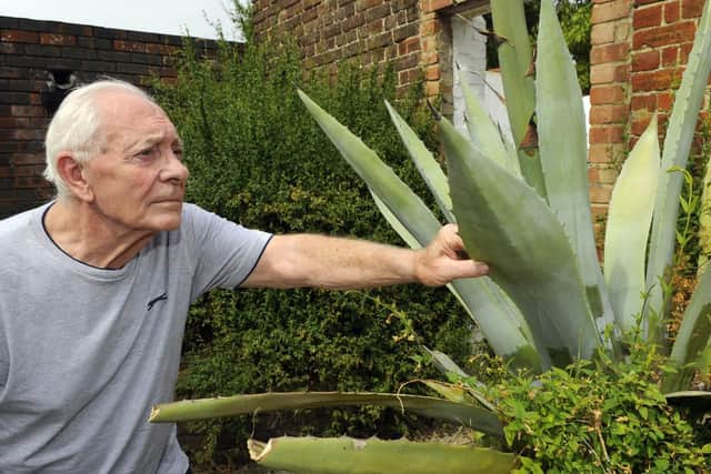 Charles Weatherby, 80, with his agave plant in Old Portsmouth. Picture: Malcolm Wells