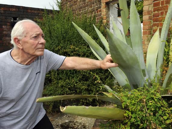 Charles Weatherby, 80, with his agave plant in Old Portsmouth. Picture: Malcolm Wells