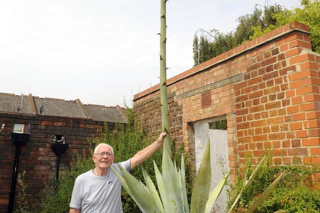 The agave now towers over Charles. Picture: Malcolm Wells