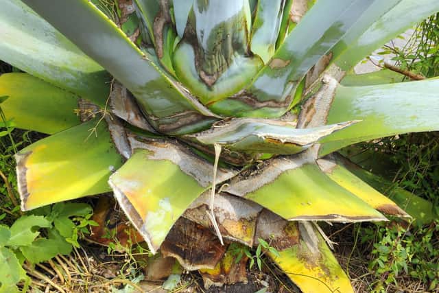 Charles Weatherby has owned the agave for 30/40 years